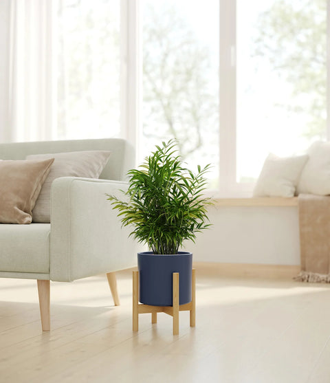 Parlour Palm