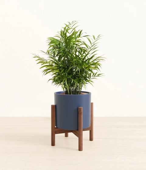 Parlour Palm