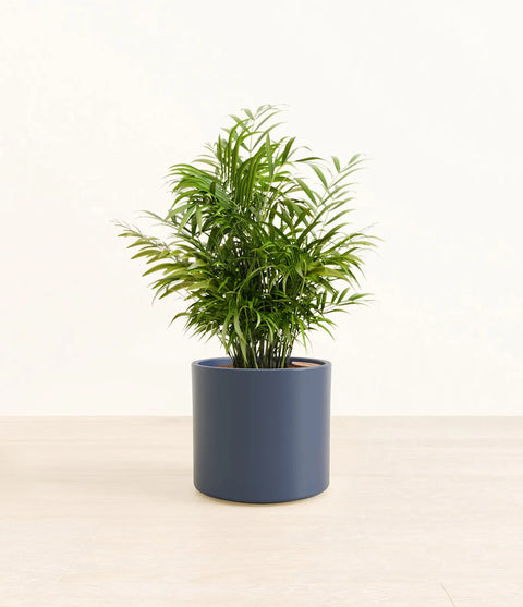 Parlour Palm