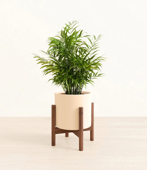 Parlour Palm