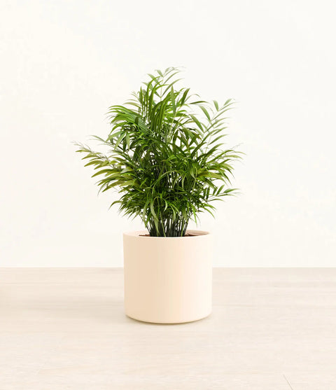 Parlour Palm