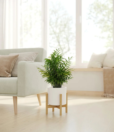 Parlour Palm