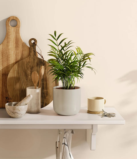 Parlour Palm