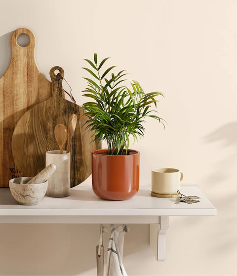 Parlour Palm