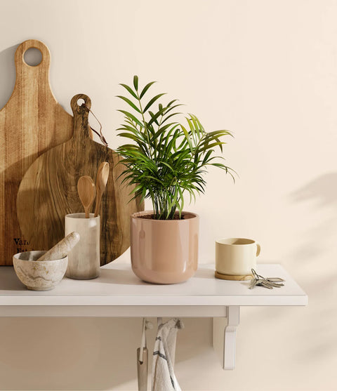 Parlour Palm