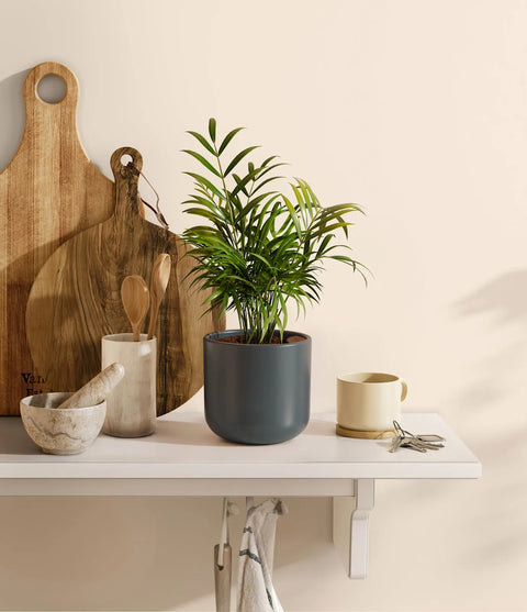 Parlour Palm