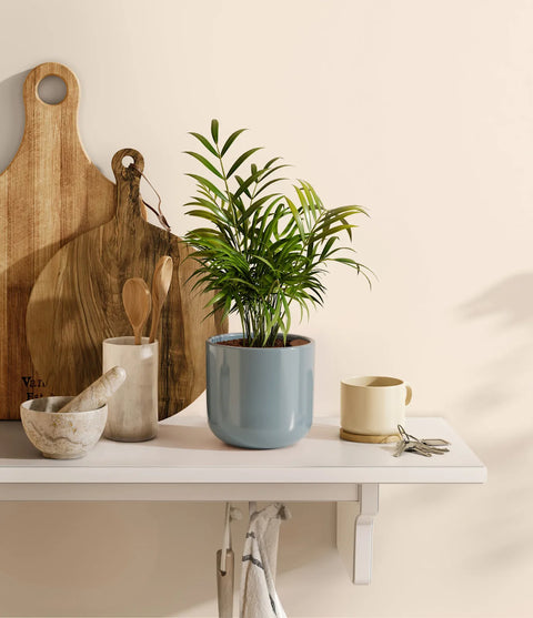 Parlour Palm