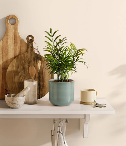 Parlour Palm