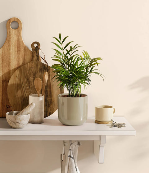Parlour Palm