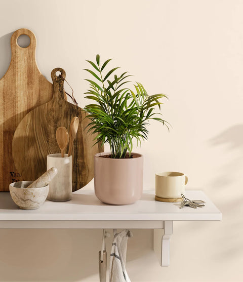 Parlour Palm