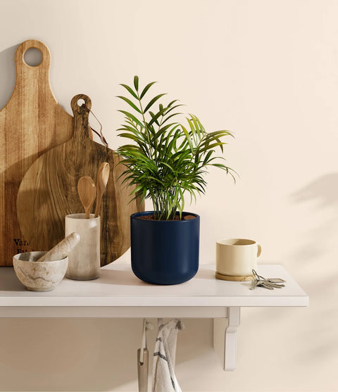 Parlour Palm