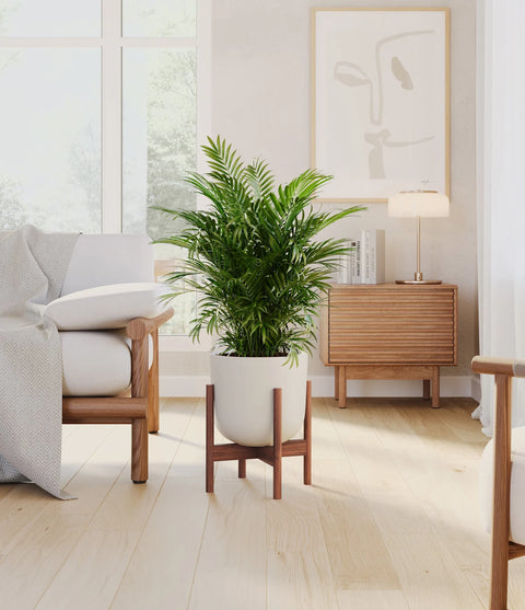 Parlour Palm