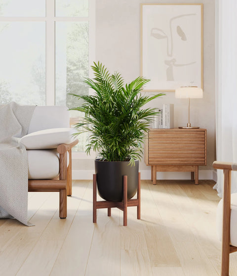 Parlour Palm