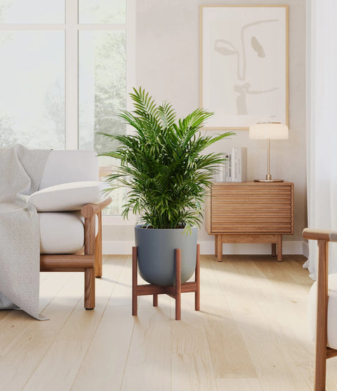 Parlour Palm