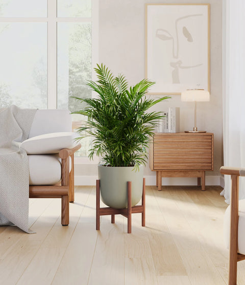 Parlour Palm