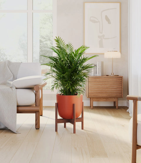 Parlour Palm