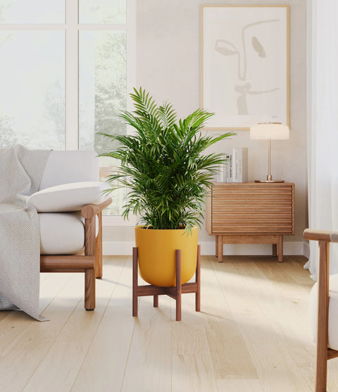 Parlour Palm
