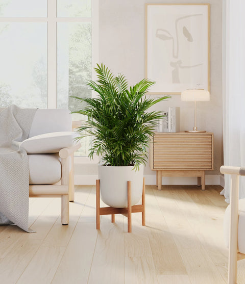Parlour Palm