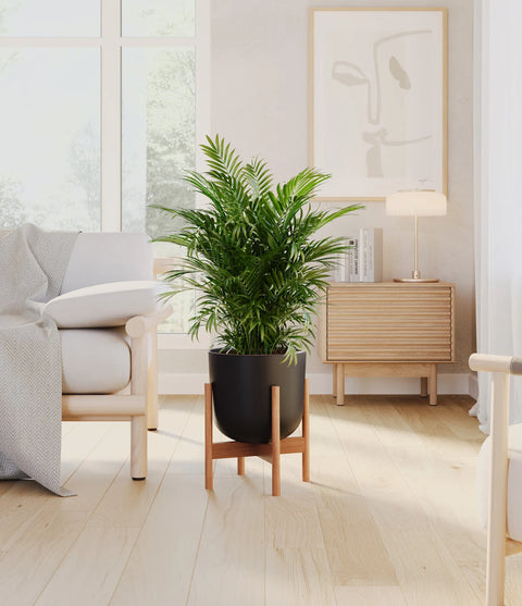 Parlour Palm