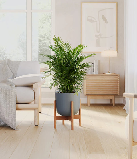 Parlour Palm