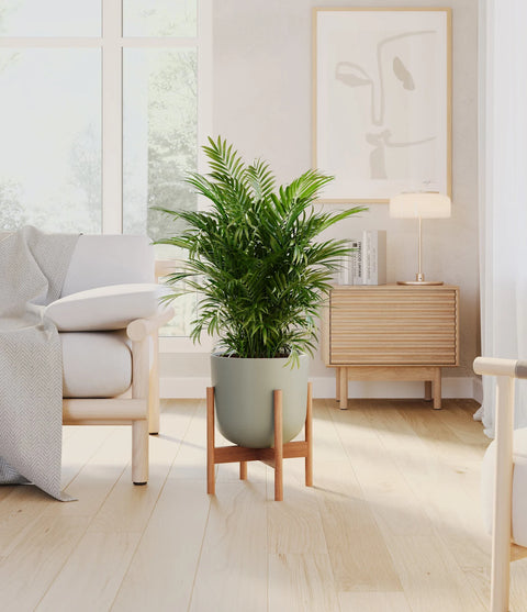 Parlour Palm