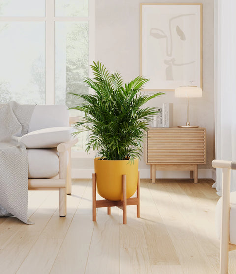 Parlour Palm