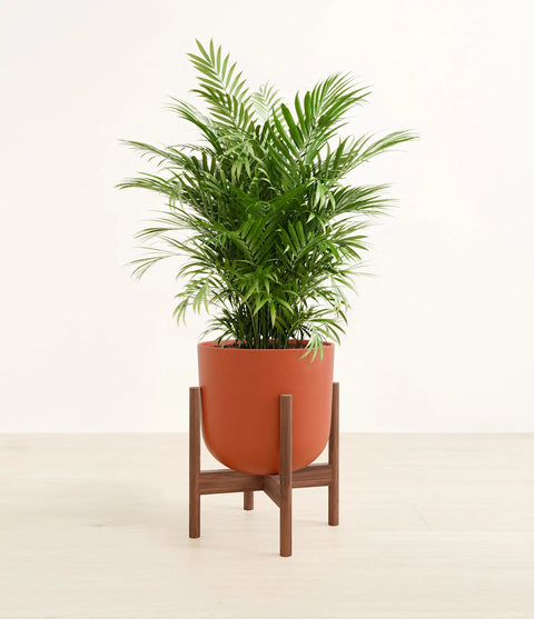 Parlour Palm