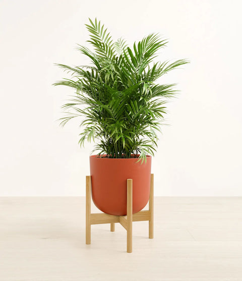 Parlour Palm