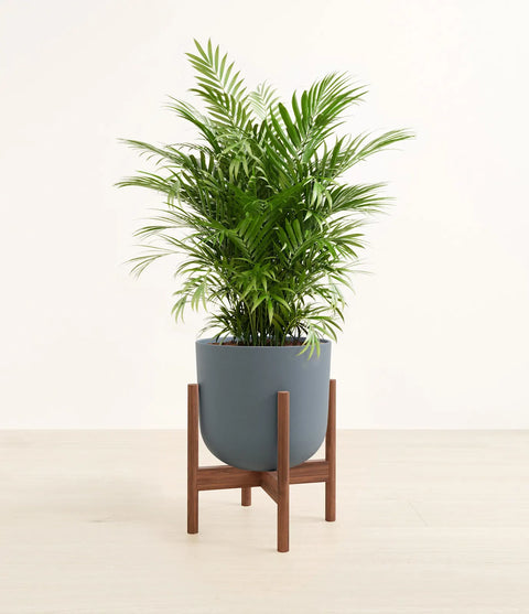 Parlour Palm