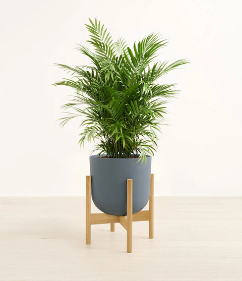 Parlour Palm