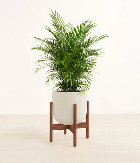 Parlour Palm