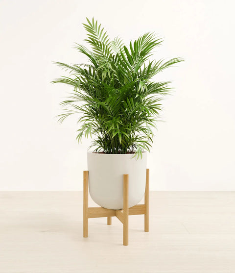 Parlour Palm