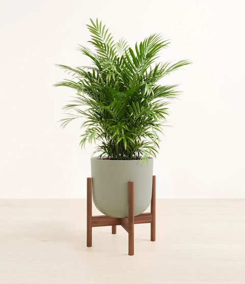 Parlour Palm