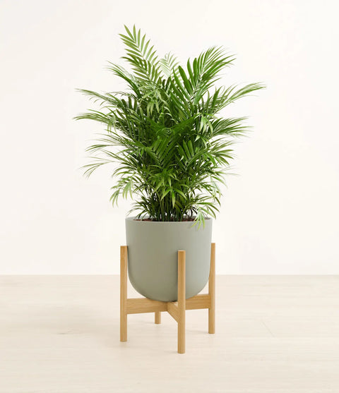 Parlour Palm