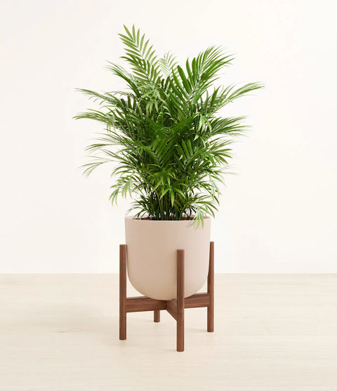Parlour Palm