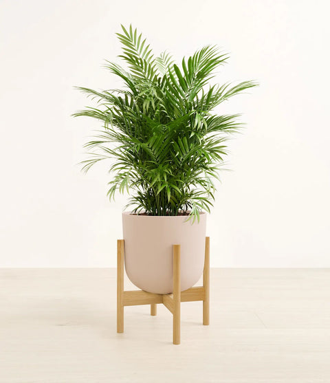 Parlour Palm