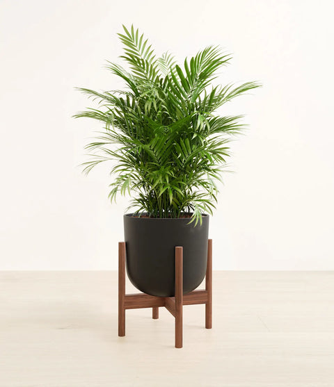 Parlour Palm