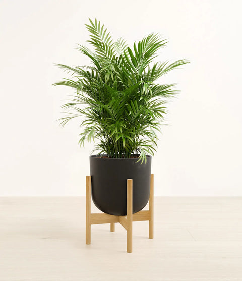 Parlour Palm