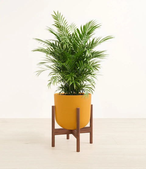 Parlour Palm