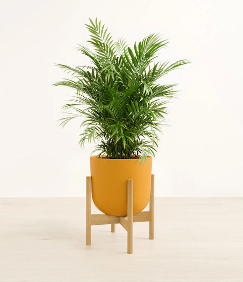 Parlour Palm