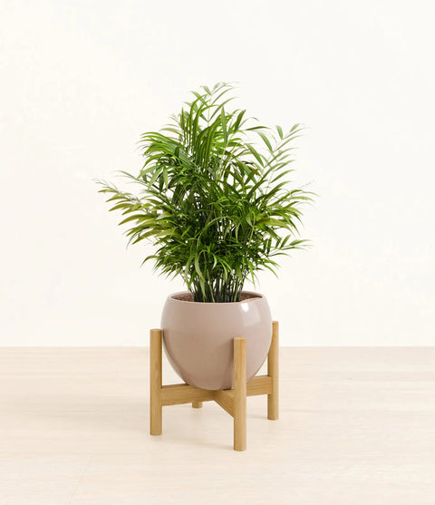 Parlour Palm