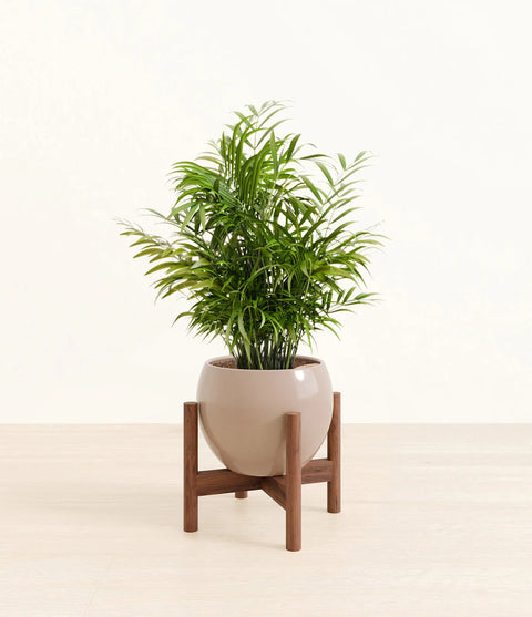 Parlour Palm