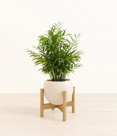 Parlour Palm