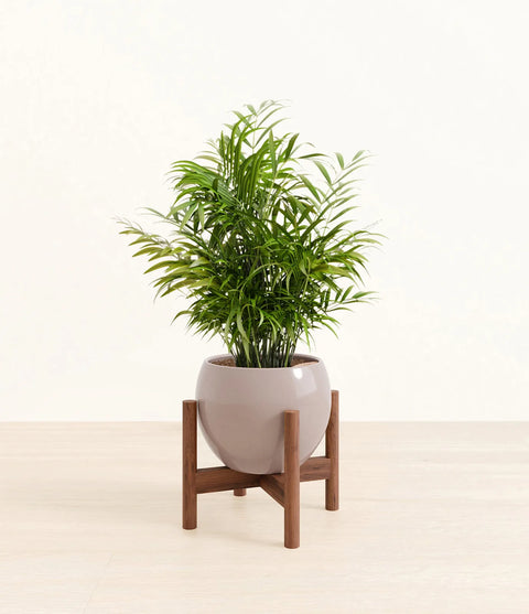 Parlour Palm