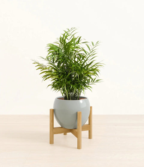 Parlour Palm