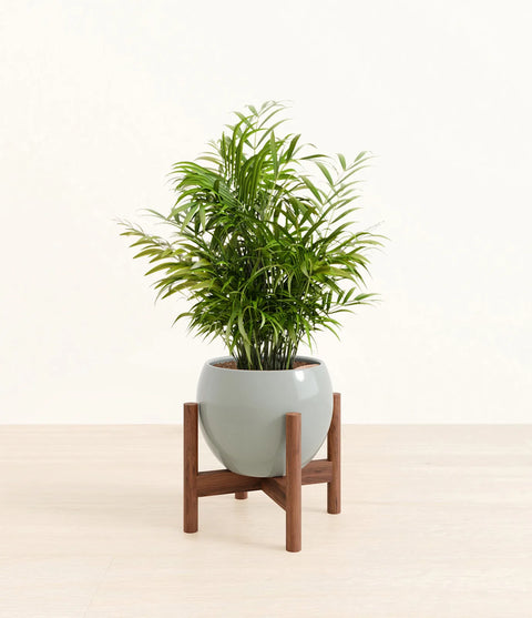 Parlour Palm