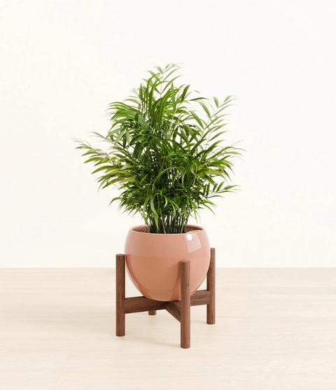 Parlour Palm