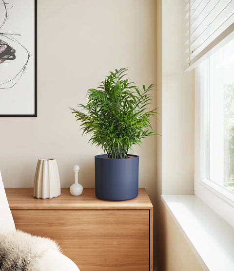 Parlour Palm