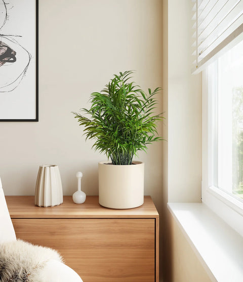 Parlour Palm