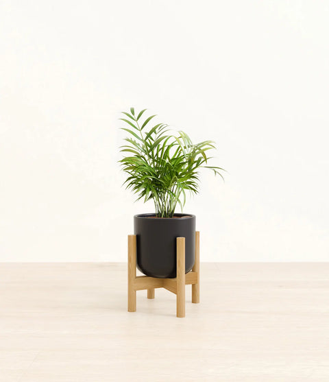 Parlour Palm